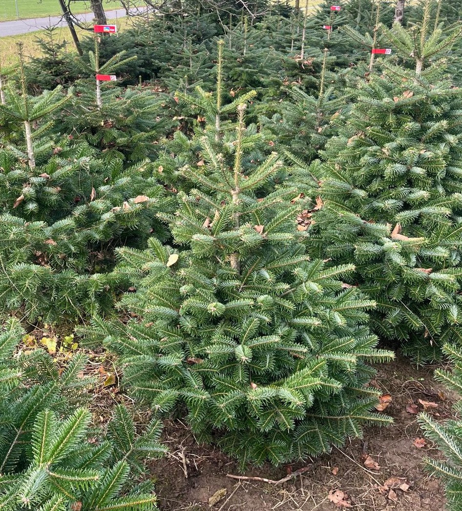 Schweizer Nordmanntanne