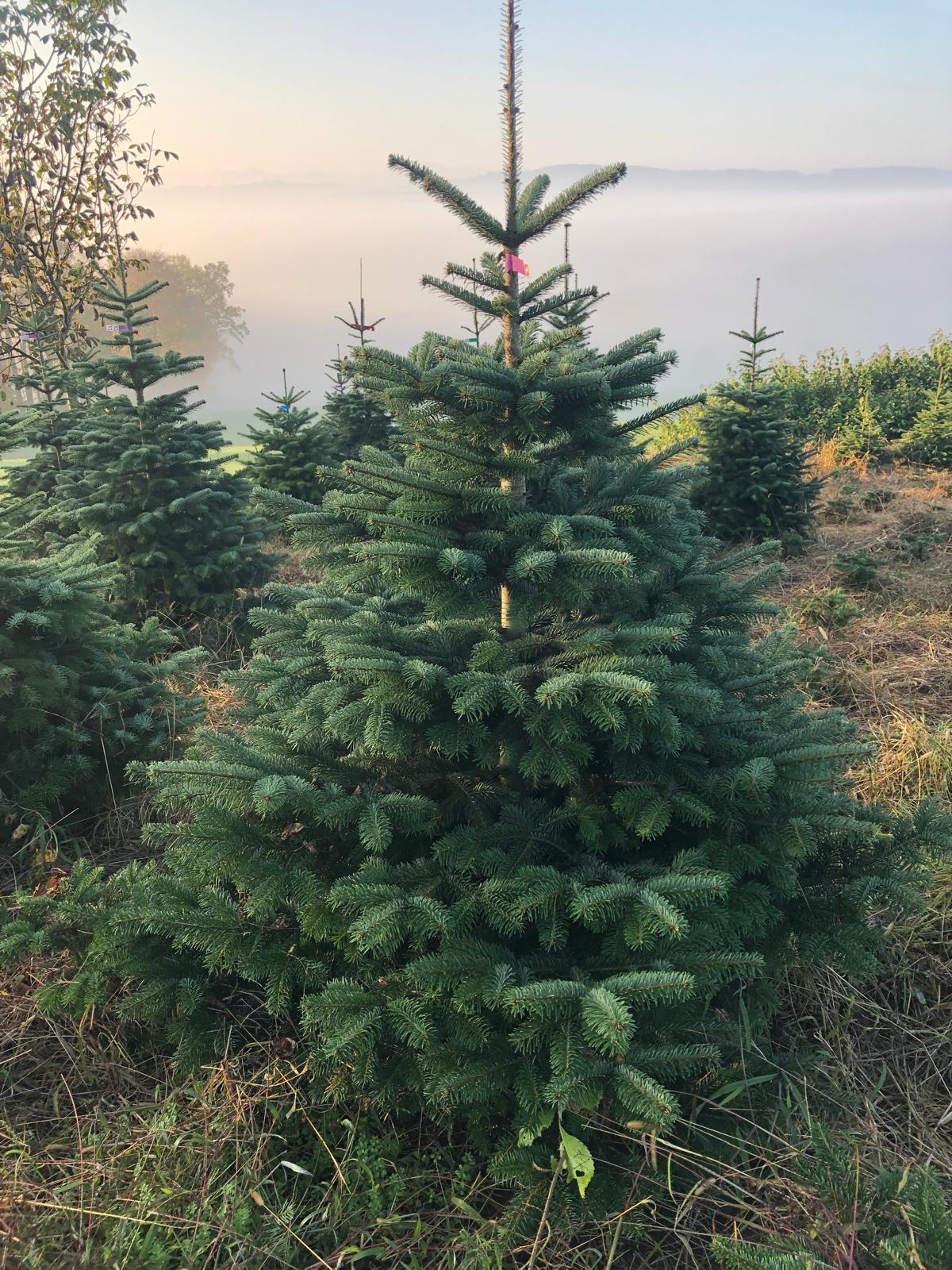 Schweizer Nordmanntanne