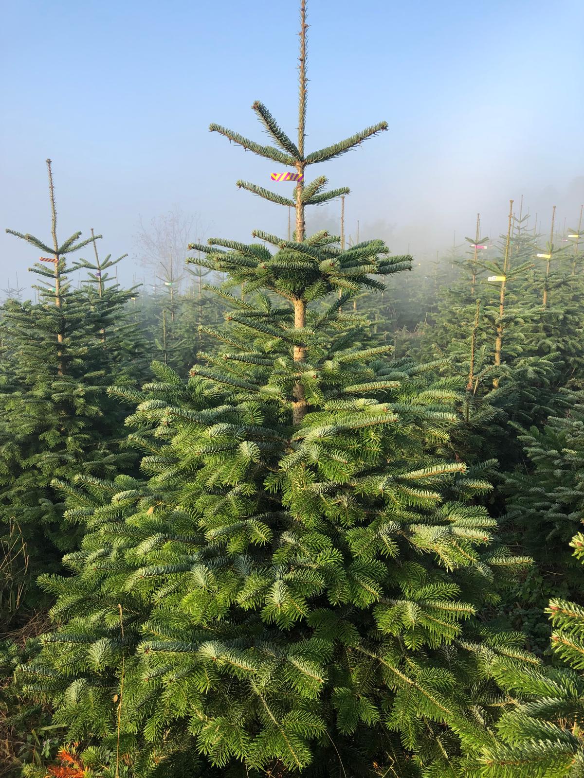 Schweizer Nordmanntanne