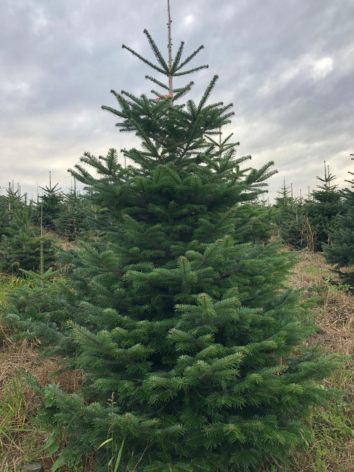 Schweizer Nordmanntanne