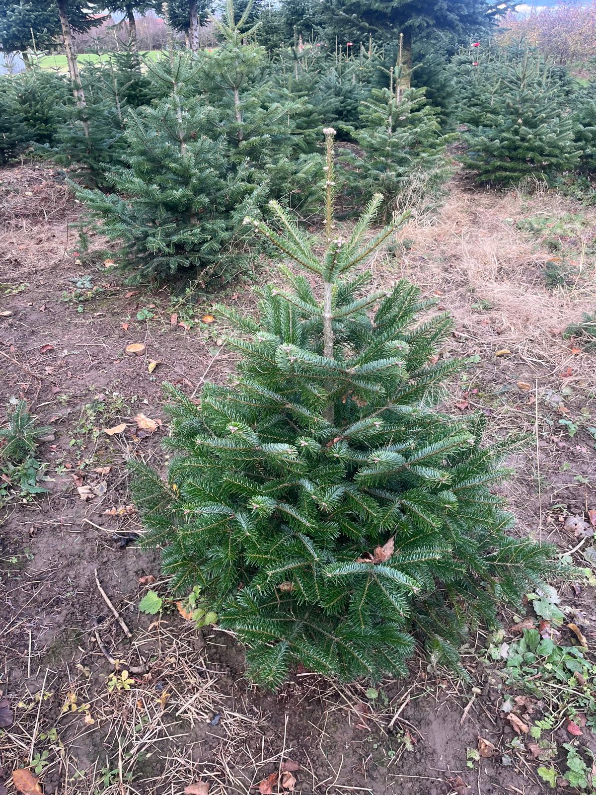 Schweizer Nordmanntanne