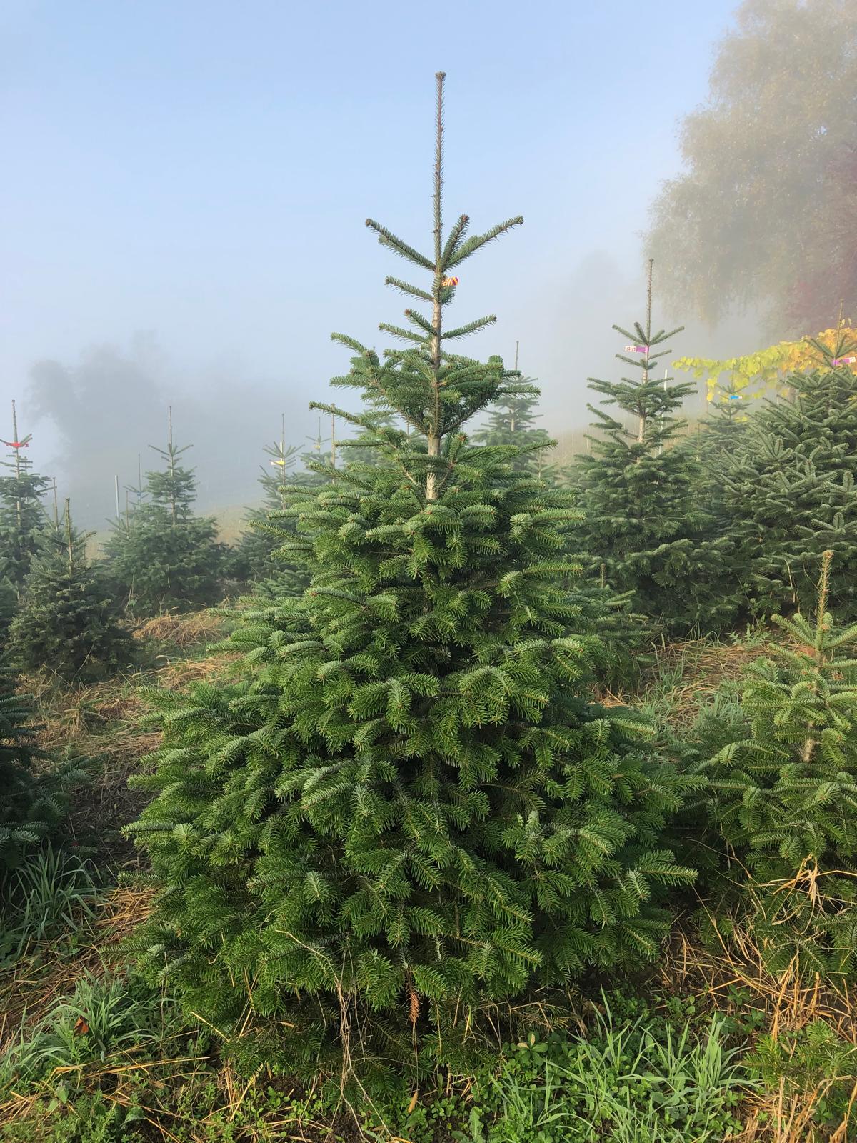 Schweizer Nordmanntanne