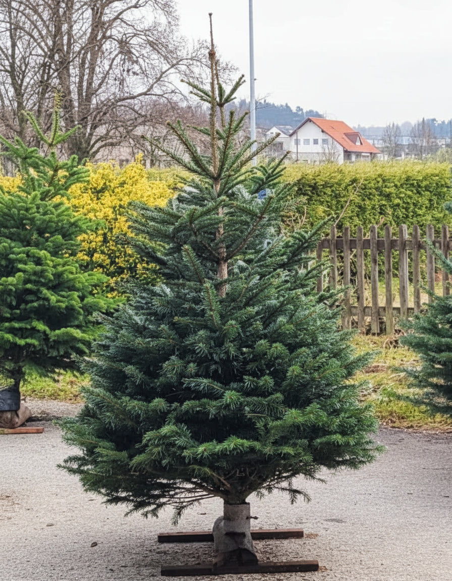 Schweizer Nordmanntanne